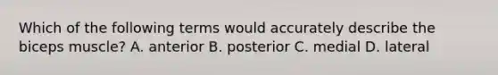 Which of the following terms would accurately describe the biceps muscle? A. anterior B. posterior C. medial D. lateral