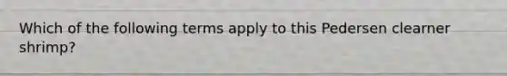 Which of the following terms apply to this Pedersen clearner shrimp?