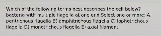 Which of the following terms best describes the cell below? bacteria with multiple flagella at one end Select one or more: A) peritrichous flagella B) amphitrichous flagella C) lophotrichous flagella D) monotrichous flagella E) axial filament