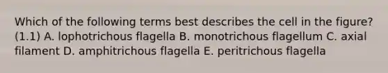 Which of the following terms best describes the cell in the figure? (1.1) A. lophotrichous flagella B. monotrichous flagellum C. axial filament D. amphitrichous flagella E. peritrichous flagella