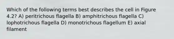 Which of the following terms best describes the cell in Figure 4.2? A) peritrichous flagella B) amphitrichous flagella C) lophotrichous flagella D) monotrichous flagellum E) axial filament