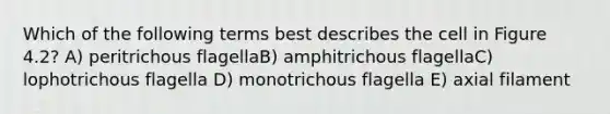 Which of the following terms best describes the cell in Figure 4.2? A) peritrichous flagellaB) amphitrichous flagellaC) lophotrichous flagella D) monotrichous flagella E) axial filament