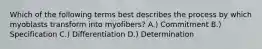 Which of the following terms best describes the process by which myoblasts transform into myofibers? A.) Commitment B.) Specification C.) Differentiation D.) Determination