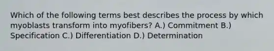 Which of the following terms best describes the process by which myoblasts transform into myofibers? A.) Commitment B.) Specification C.) Differentiation D.) Determination