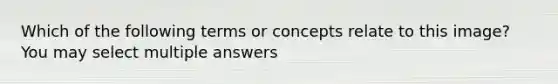 Which of the following terms or concepts relate to this image? You may select multiple answers