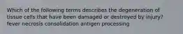 Which of the following terms describes the degeneration of tissue cells that have been damaged or destroyed by injury? fever necrosis consolidation antigen processing