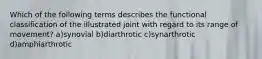 Which of the following terms describes the functional classification of the illustrated joint with regard to its range of movement? a)synovial b)diarthrotic c)synarthrotic d)amphiarthrotic