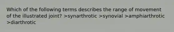 Which of the following terms describes the range of movement of the illustrated joint? >synarthrotic >synovial >amphiarthrotic >diarthrotic