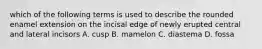 which of the following terms is used to describe the rounded enamel extension on the incisal edge of newly erupted central and lateral incisors A. cusp B. mamelon C. diastema D. fossa