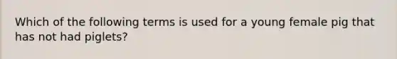 Which of the following terms is used for a young female pig that has not had piglets?