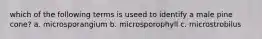 which of the following terms is useed to identify a male pine cone? a. microsporangium b. microsporophyll c. microstrobilus