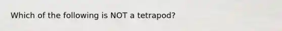 Which of the following is NOT a tetrapod?