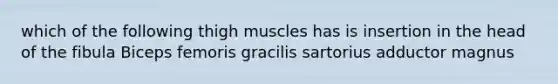 which of the following thigh muscles has is insertion in the head of the fibula Biceps femoris gracilis sartorius adductor magnus