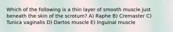 Which of the following is a thin layer of smooth muscle just beneath the skin of the scrotum? A) Raphe B) Cremaster C) Tunica vaginalis D) Dartos muscle E) Inguinal muscle