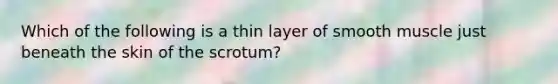 Which of the following is a thin layer of smooth muscle just beneath the skin of the scrotum?