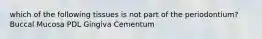 which of the following tissues is not part of the periodontium? Buccal Mucosa PDL Gingiva Cementum