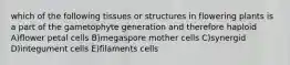 which of the following tissues or structures in flowering plants is a part of the gametophyte generation and therefore haploid A)flower petal cells B)megaspore mother cells C)synergid D)integument cells E)filaments cells