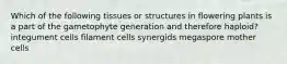 Which of the following tissues or structures in flowering plants is a part of the gametophyte generation and therefore haploid? integument cells filament cells synergids megaspore mother cells