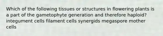 Which of the following tissues or structures in flowering plants is a part of the gametophyte generation and therefore haploid? integument cells filament cells synergids megaspore mother cells