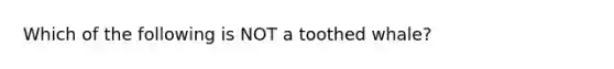 Which of the following is NOT a toothed whale?