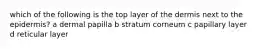 which of the following is the top layer of the dermis next to the epidermis? a dermal papilla b stratum corneum c papillary layer d reticular layer