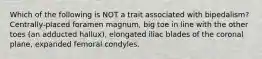 Which of the following is NOT a trait associated with bipedalism? Centrally-placed foramen magnum, big toe in line with the other toes (an adducted hallux), elongated iliac blades of the coronal plane, expanded femoral condyles.