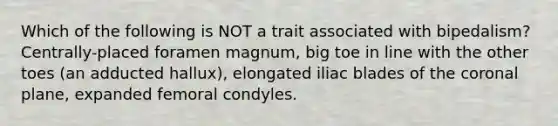 Which of the following is NOT a trait associated with bipedalism? Centrally-placed foramen magnum, big toe in line with the other toes (an adducted hallux), elongated iliac blades of the coronal plane, expanded femoral condyles.