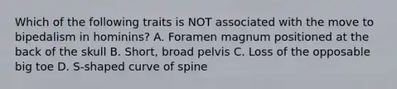 Which of the following traits is NOT associated with the move to bipedalism in hominins? A. Foramen magnum positioned at the back of the skull B. Short, broad pelvis C. Loss of the opposable big toe D. S-shaped curve of spine