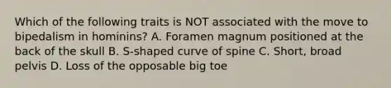 Which of the following traits is NOT associated with the move to bipedalism in hominins? A. Foramen magnum positioned at the back of the skull B. S-shaped curve of spine C. Short, broad pelvis D. Loss of the opposable big toe