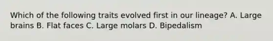 Which of the following traits evolved first in our lineage? A. Large brains B. Flat faces C. Large molars D. Bipedalism