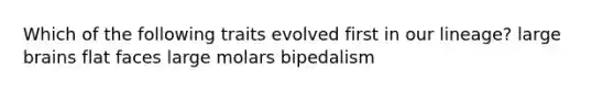 Which of the following traits evolved first in our lineage? large brains flat faces large molars bipedalism