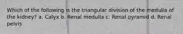 Which of the following is the triangular division of the medulla of the kidney? a. Calyx b. Renal medulla c. Renal pyramid d. Renal pelvis