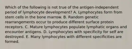 Which of the following is not true of the antigen-independent period of lymphocyte development? A. Lymphocytes form from stem cells in the bone marrow. B. Random genetic rearrangements occur to produce different surface protein receptors. C. Mature lymphocytes populate lymphatic organs and encounter antigens. D. Lymphocytes with specificity for self are destroyed. E. Many lymphocytes with different specificities are formed.