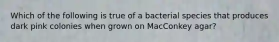 Which of the following is true of a bacterial species that produces dark pink colonies when grown on MacConkey agar?