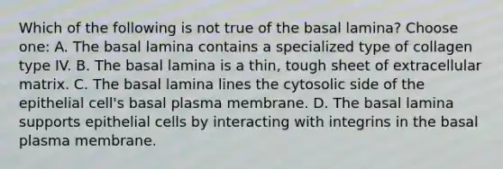 Which of the following is not true of the basal lamina? Choose one: A. The basal lamina contains a specialized type of collagen type IV. B. The basal lamina is a thin, tough sheet of extracellular matrix. C. The basal lamina lines the cytosolic side of the epithelial cell's basal plasma membrane. D. The basal lamina supports epithelial cells by interacting with integrins in the basal plasma membrane.