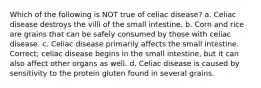 Which of the following is NOT true of celiac disease? a. Celiac disease destroys the villi of the small intestine. b. Corn and rice are grains that can be safely consumed by those with celiac disease. c. Celiac disease primarily affects the small intestine. Correct; celiac disease begins in the small intestine, but it can also affect other organs as well. d. Celiac disease is caused by sensitivity to the protein gluten found in several grains.