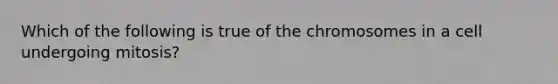 Which of the following is true of the chromosomes in a cell undergoing mitosis?