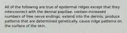 All of the following are true of epidermal ridges except that they interconnect with the dermal papillae. contain increased numbers of free nerve endings. extend into the dermis. produce patterns that are determined genetically. cause ridge patterns on the surface of the skin.