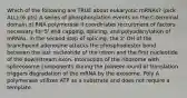 Which of the following are TRUE about eukaryotic mRNAs? (pick ALL) (6 pts) A series of phosphorylation events on the C-terminal domain of RNA polymerase II coordinates recruitment of factors necessary for 5' end capping, splicing, and polyadenylation of mRNAs. In the second step of splicing, the 2' OH of the branchpoint adenosine attacks the phosphodiester bond between the last nucleotide of the intron and the first nucleotide of the downstream exon. Interaction of the ribosome with spliceosome components during the pioneer round of translation triggers degradation of the mRNA by the exosome. Poly A polymerase utilizes ATP as a substrate and does not require a template.