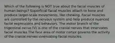 Which of the following is NOT true about the facial muscles of human beings? Superficial facial muscles attach to bone and produce larger-scale movements, like chewing. Facial muscles are controlled by the nervous system and help produce nuanced facial expressions and behaviors. The motor branch of the trigeminal nerve (V) is one of the cranial nerves that innervates facial muscles The face area of motor cortex governs the activity of the cranial nerves innervating facial muscles.