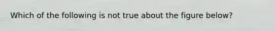 Which of the following is not true about the figure below?