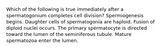 Which of the following is true immediately after a spermatogonium completes cell division? Spermiogenesis begins. Daughter cells of spermatogonia are haploid. Fusion of diploid nuclei occurs. The primary spermatocyte is directed toward the lumen of the seminiferous tubule. Mature spermatozoa enter the lumen.