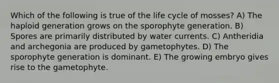 Which of the following is true of the life cycle of mosses? A) The haploid generation grows on the sporophyte generation. B) Spores are primarily distributed by water currents. C) Antheridia and archegonia are produced by gametophytes. D) The sporophyte generation is dominant. E) The growing embryo gives rise to the gametophyte.