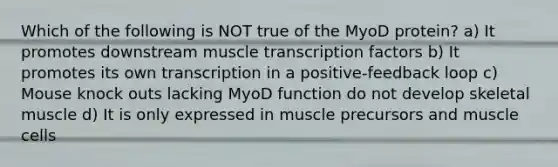 Which of the following is NOT true of the MyoD protein? a) It promotes downstream muscle transcription factors b) It promotes its own transcription in a positive-feedback loop c) Mouse knock outs lacking MyoD function do not develop skeletal muscle d) It is only expressed in muscle precursors and muscle cells