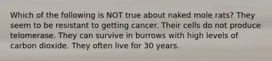 Which of the following is NOT true about naked mole rats? They seem to be resistant to getting cancer. Their cells do not produce telomerase. They can survive in burrows with high levels of carbon dioxide. They often live for 30 years.