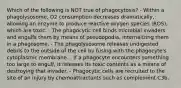 Which of the following is NOT true of phagocytosis? - Within a phagolysosome, O2 consumption decreases dramatically, allowing an enzyme to produce reactive oxygen species (ROS), which are toxic. - The phagocytic cell binds microbial invaders and engulfs them by means of pseudopodia, internalizing them in a phagosome. - The phagolysosome releases undigested debris to the outside of the cell by fusing with the phagocyte's cytoplasmic membrane. - If a phagocyte encounters something too large to engulf, it releases its toxic contents as a means of destroying that invader. - Phagocytic cells are recruited to the site of an injury by chemoattractants such as complement C3b.