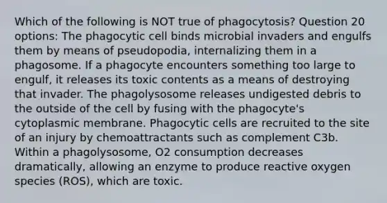 Which of the following is NOT true of phagocytosis? Question 20 options: The phagocytic cell binds microbial invaders and engulfs them by means of pseudopodia, internalizing them in a phagosome. If a phagocyte encounters something too large to engulf, it releases its toxic contents as a means of destroying that invader. The phagolysosome releases undigested debris to the outside of the cell by fusing with the phagocyte's cytoplasmic membrane. Phagocytic cells are recruited to the site of an injury by chemoattractants such as complement C3b. Within a phagolysosome, O2 consumption decreases dramatically, allowing an enzyme to produce reactive oxygen species (ROS), which are toxic.