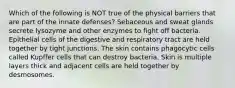 Which of the following is NOT true of the physical barriers that are part of the innate defenses? Sebaceous and sweat glands secrete lysozyme and other enzymes to fight off bacteria. Epithelial cells of the digestive and respiratory tract are held together by tight junctions. The skin contains phagocytic cells called Kupffer cells that can destroy bacteria. Skin is multiple layers thick and adjacent cells are held together by desmosomes.