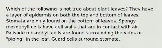 Which of the following is not true about plant leaves? They have a layer of epidermis on both the top and bottom of leaves. Stomata are only found on the bottom of leaves. Spongy mesophyll cells have cell walls that are in contact with air. Palisade mesophyll cells are found surrounding the veins or "piping" in the leaf. Guard cells surround stomata.