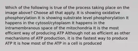 Which of the following is true of the process taking place on the image above? Choose all that apply. It is showing oxidative phosphorylation It is showing substrate level phosphorylation It happens in the cytosol/cytoplasm It happens in the intramembranous space of the mitochondria It is the most efficient way of producing ATP Although not as efficient as other mechanisms of ATP production, it is the fastest way to produce ATP It is how most of the ATP in a cell is produced